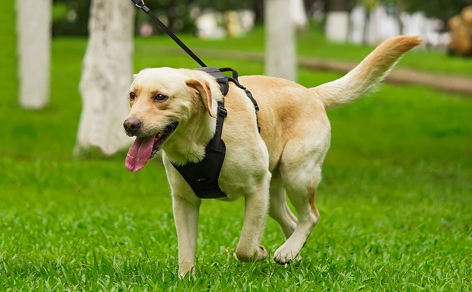 DogFlex™ - De beste keuze voor je hond en jou